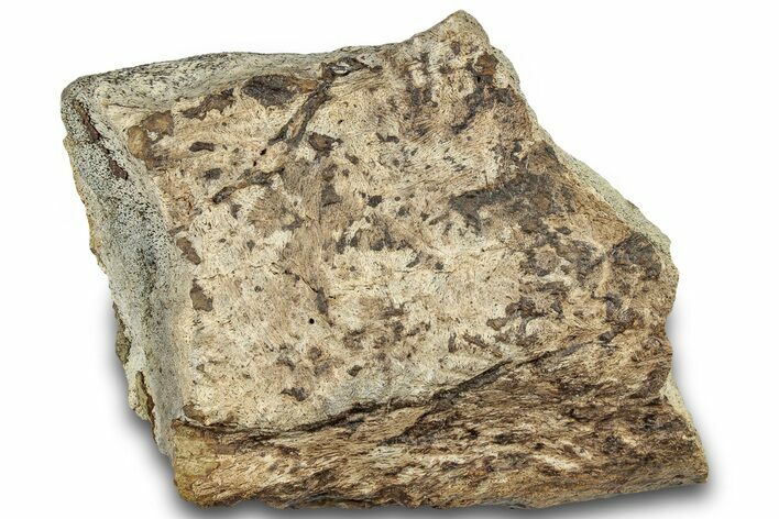 Dinosaur (Triceratops) Frill Shield Section - Montana #321965